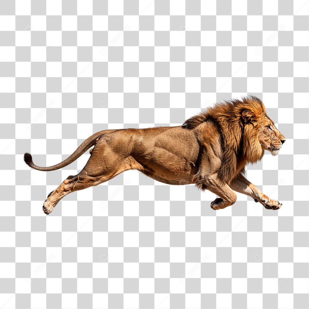 Leão Correndo PNG Transparente