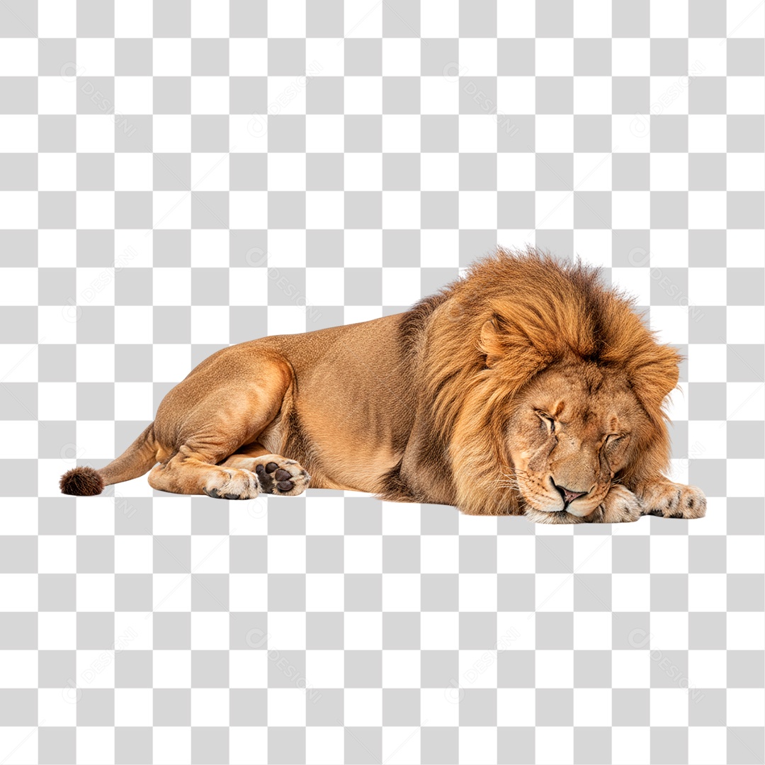 Leão Deitado PNG Transparente