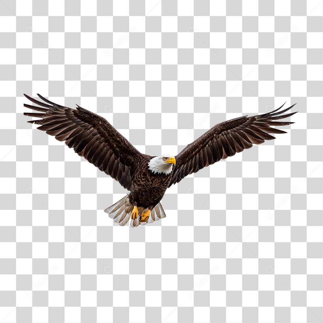 Águia de Cabeça Branca PNG Transparente