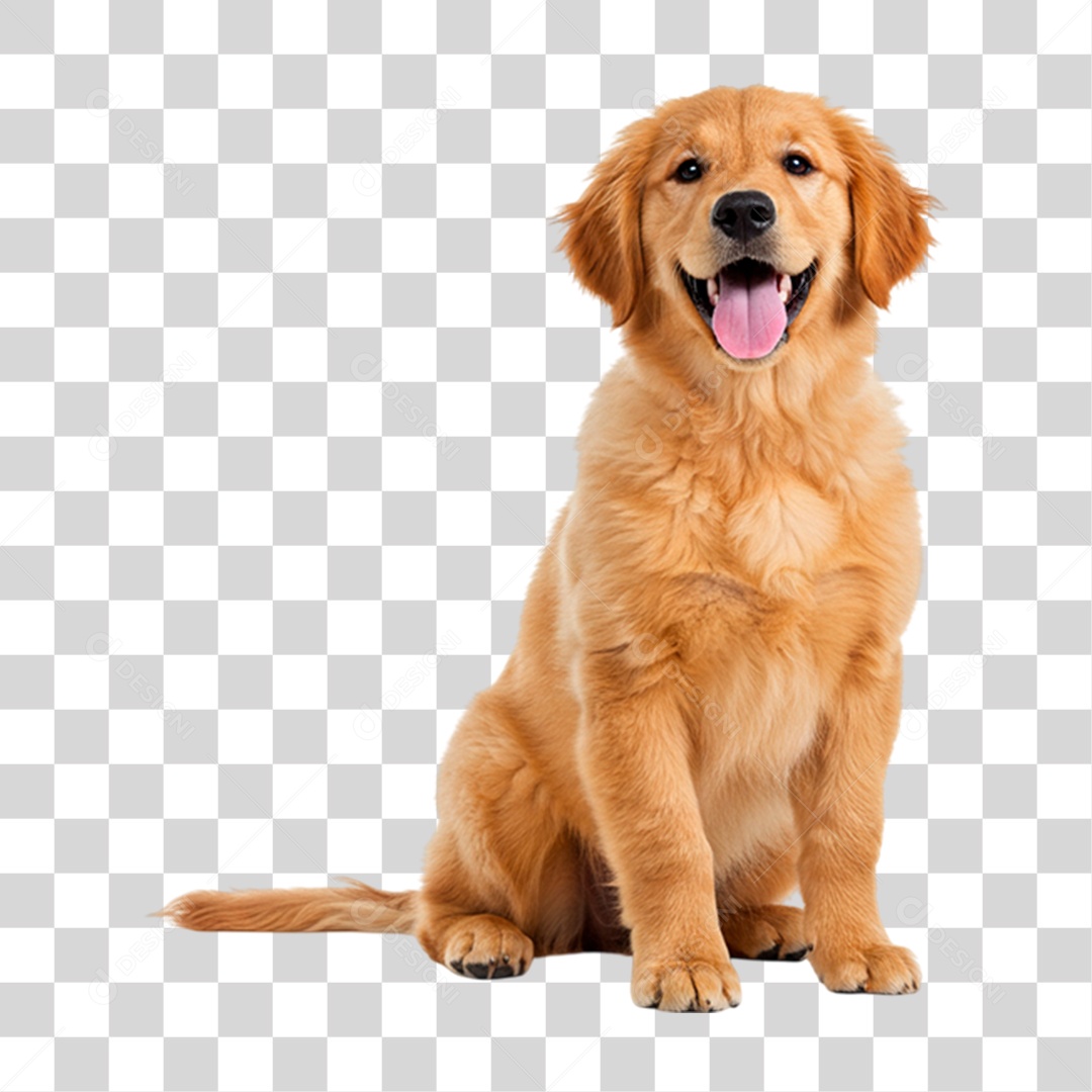 Cão Golden Retriever PNG Transparente