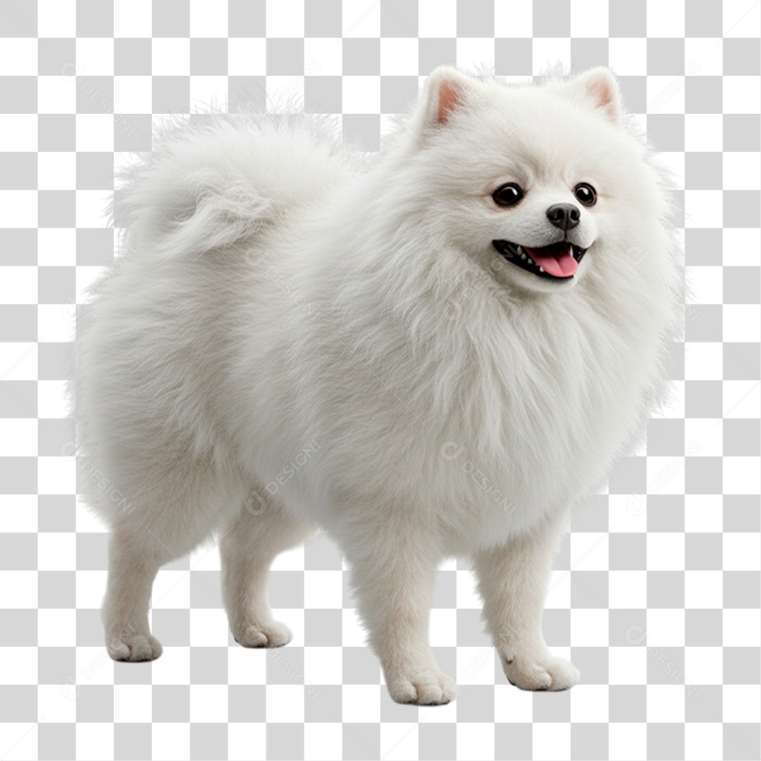 Filhote de Spitz Alemão PNG Transparente