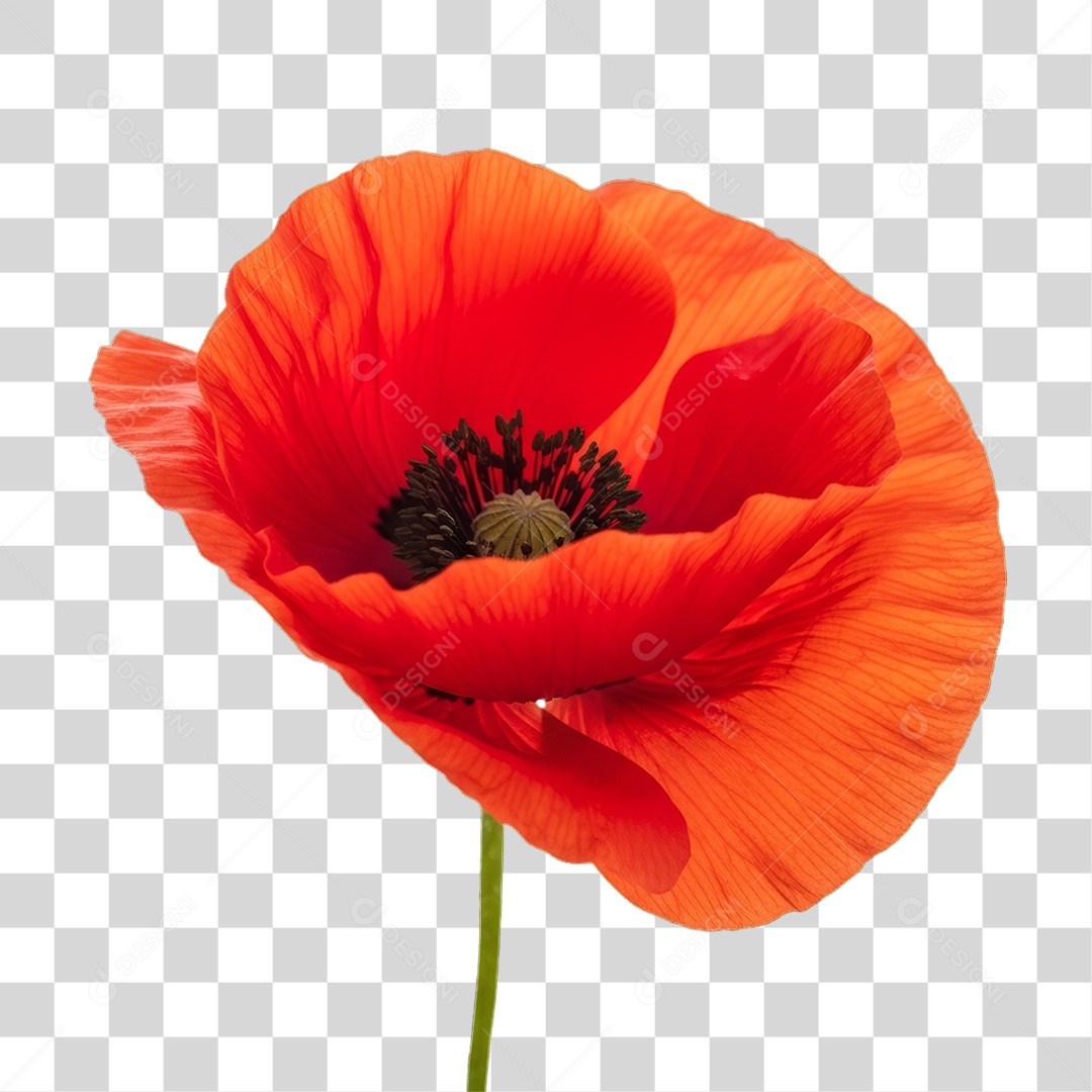 Flor Rosa Dia da Mulher PNG Transparente