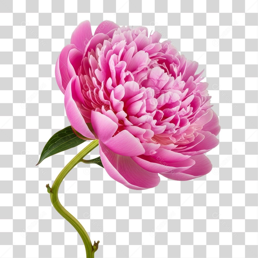 Flor Rosa Dia da Mulher PNG Transparente