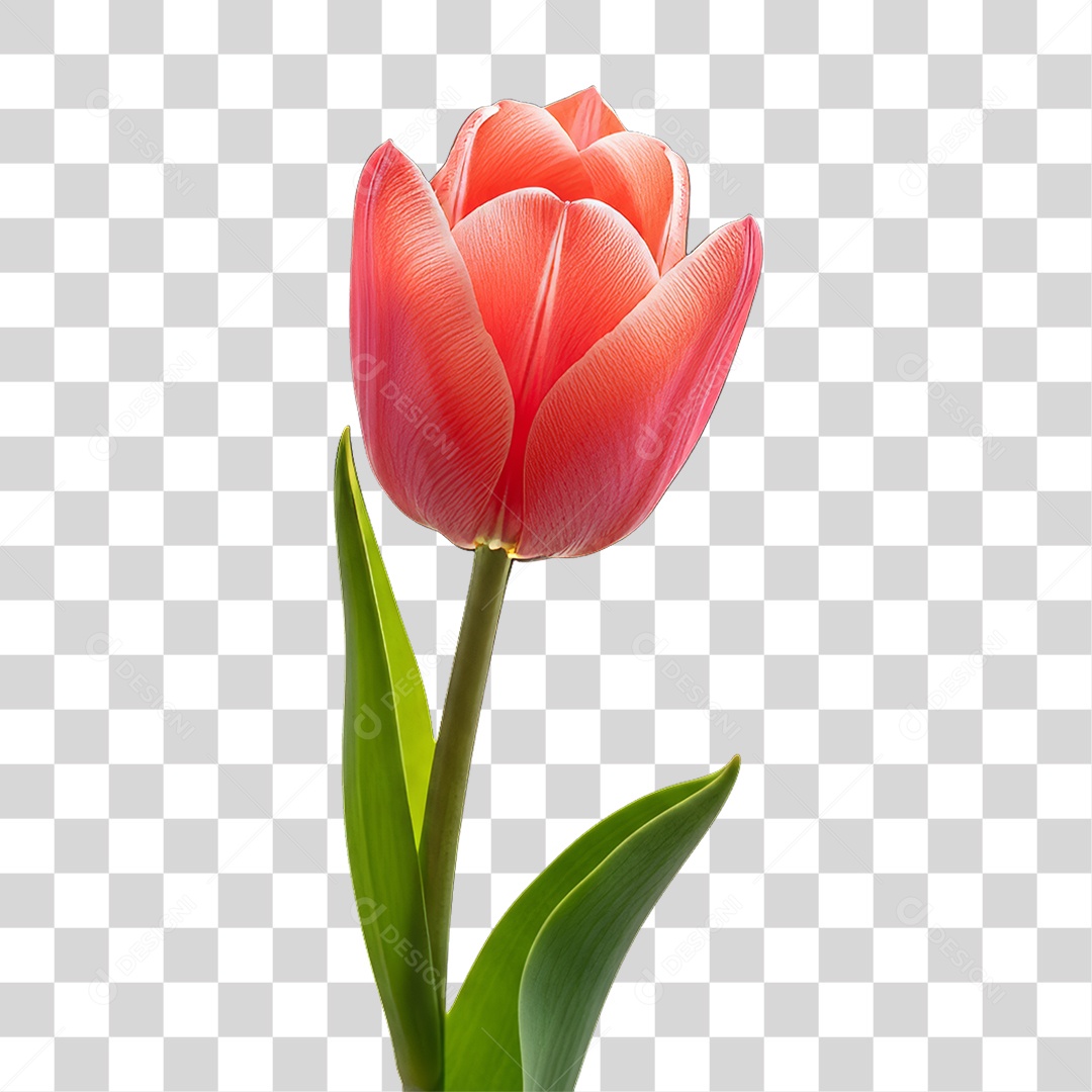 Flor Rosa Dia da Mulher PNG Transparente