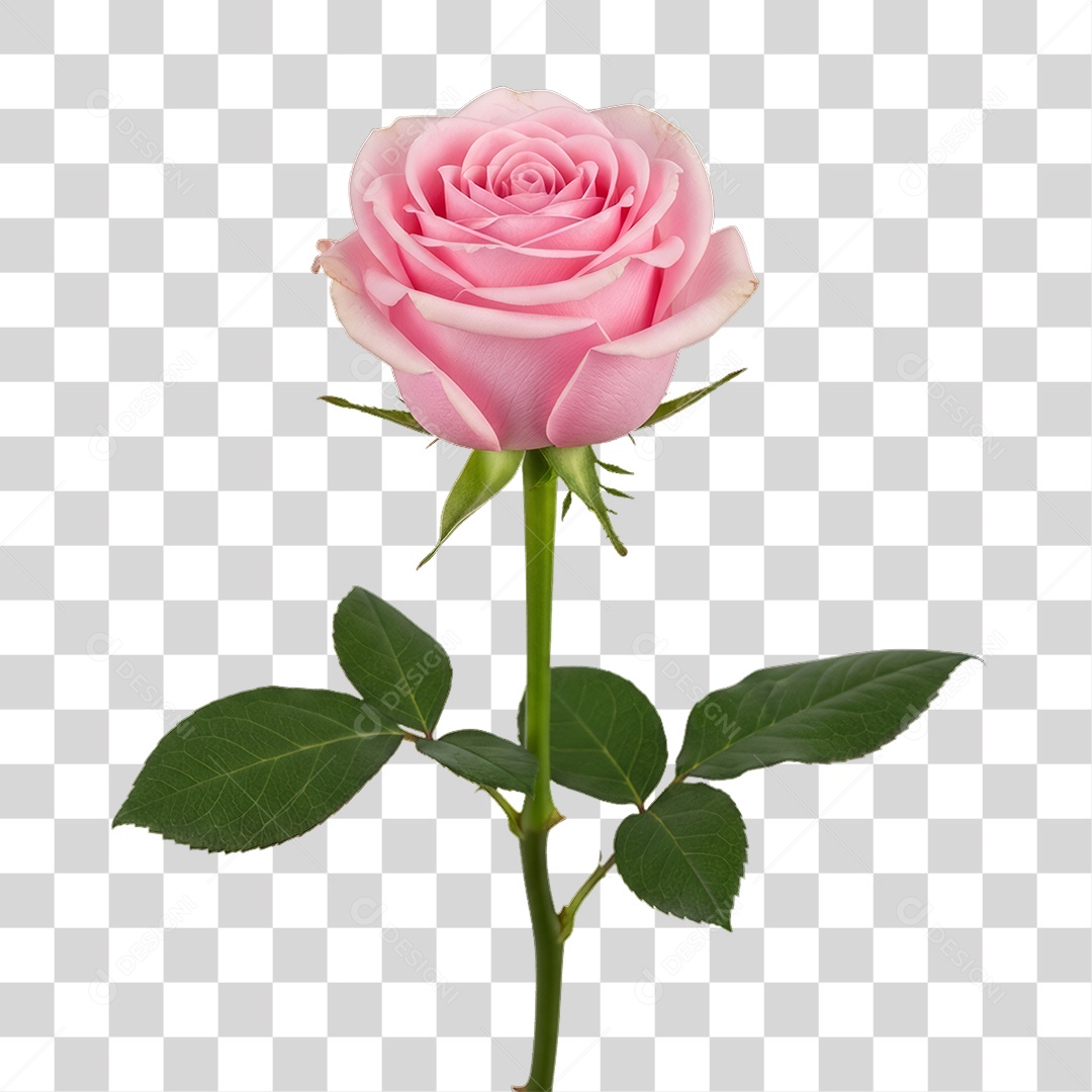 Flor Rosa Dia da Mulher PNG Transparente