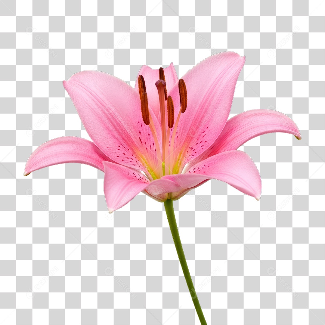 Flor Rosa Dia da Mulher PNG Transparente