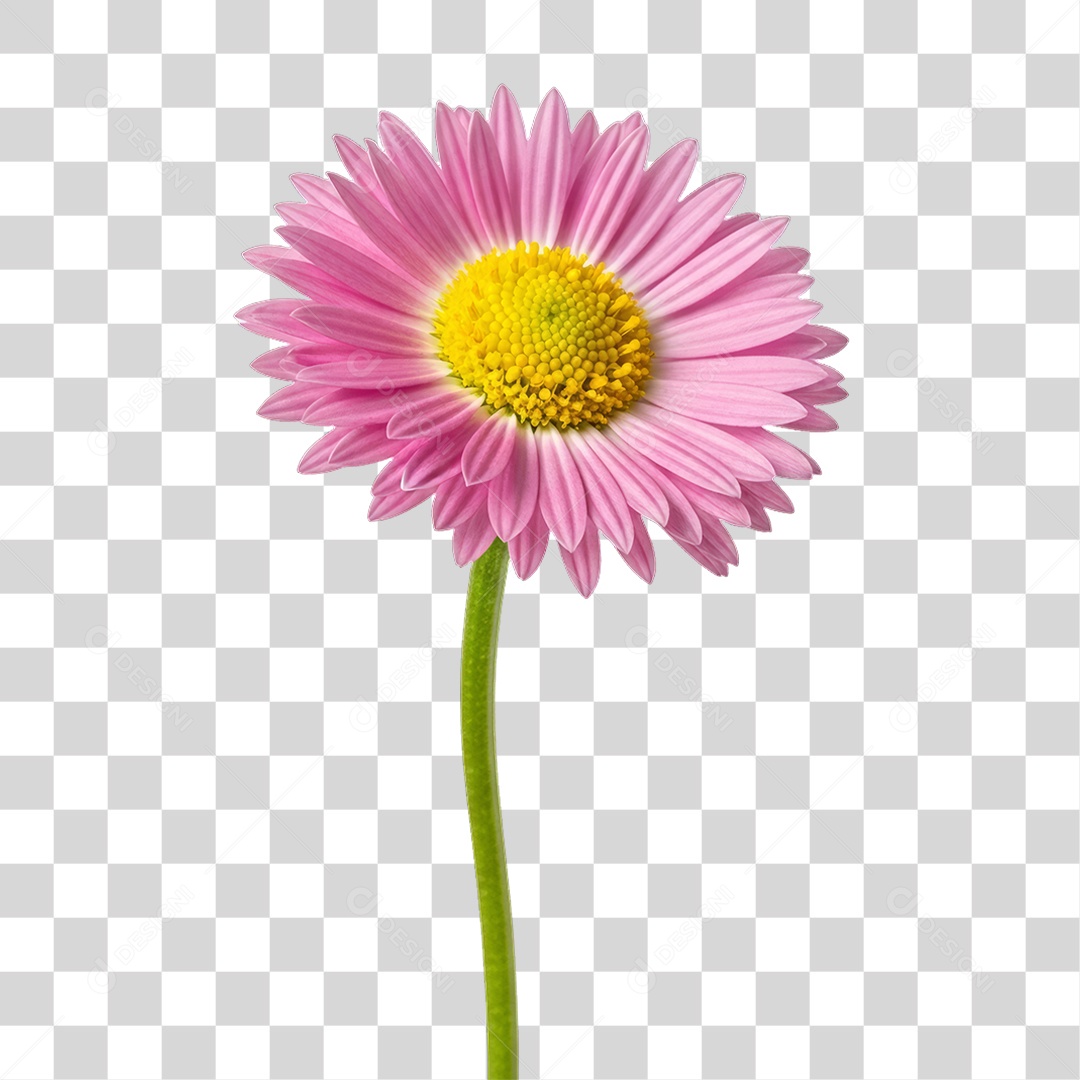 Flor Rosa Dia da Mulher PNG Transparente