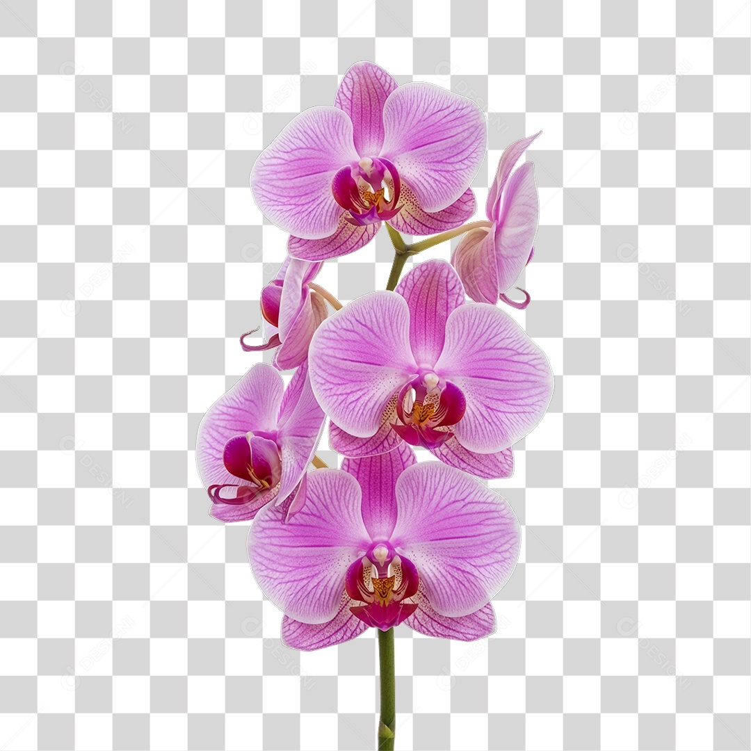 Flor Rosa Dia da Mulher PNG Transparente