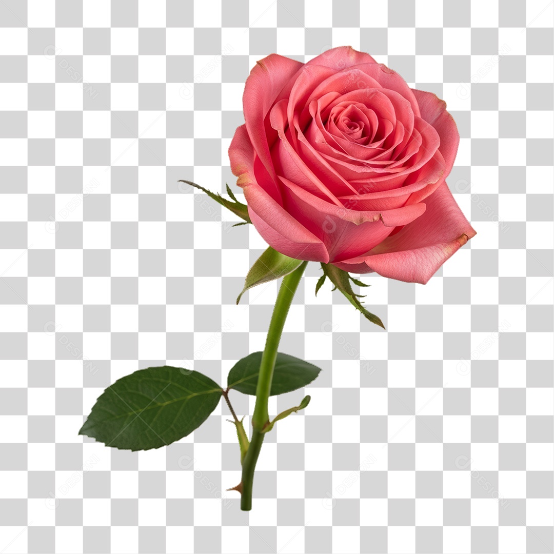 Flor Rosa Dia da Mulher PNG Transparente