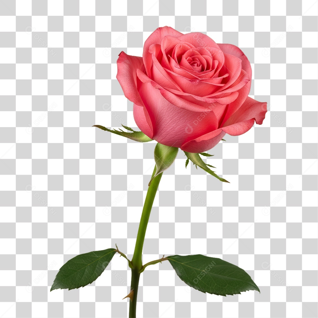 Flor Rosa Dia da Mulher PNG Transparente