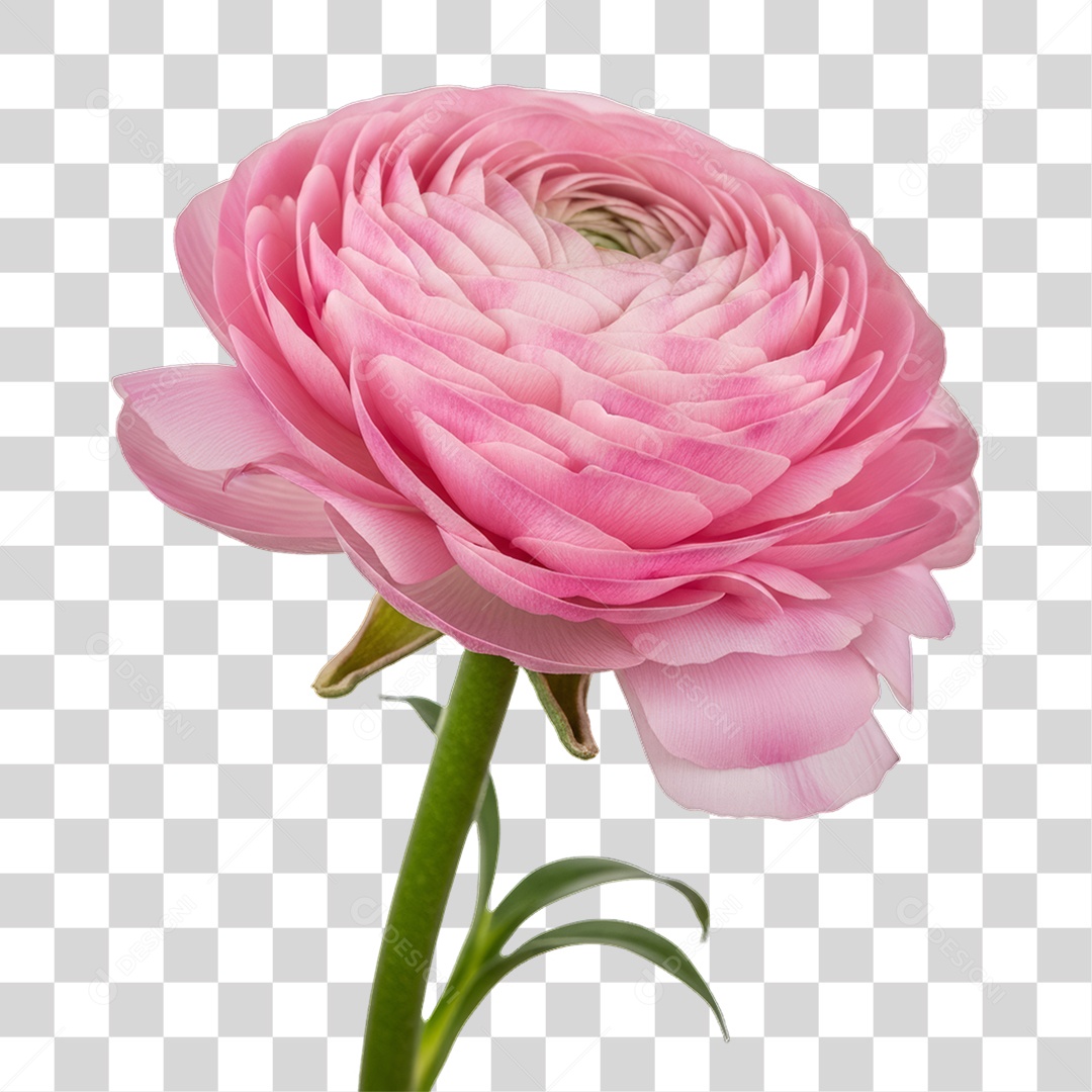 Flor Rosa Dia da Mulher PNG Transparente