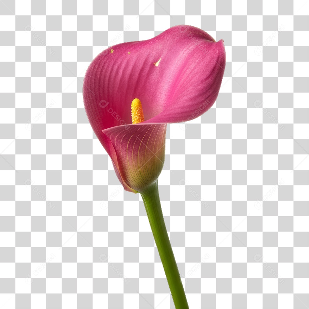 Flor Rosa Dia da Mulher PNG Transparente