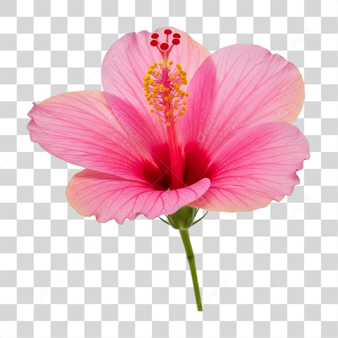 Flor Rosa Dia da Mulher PNG Transparente