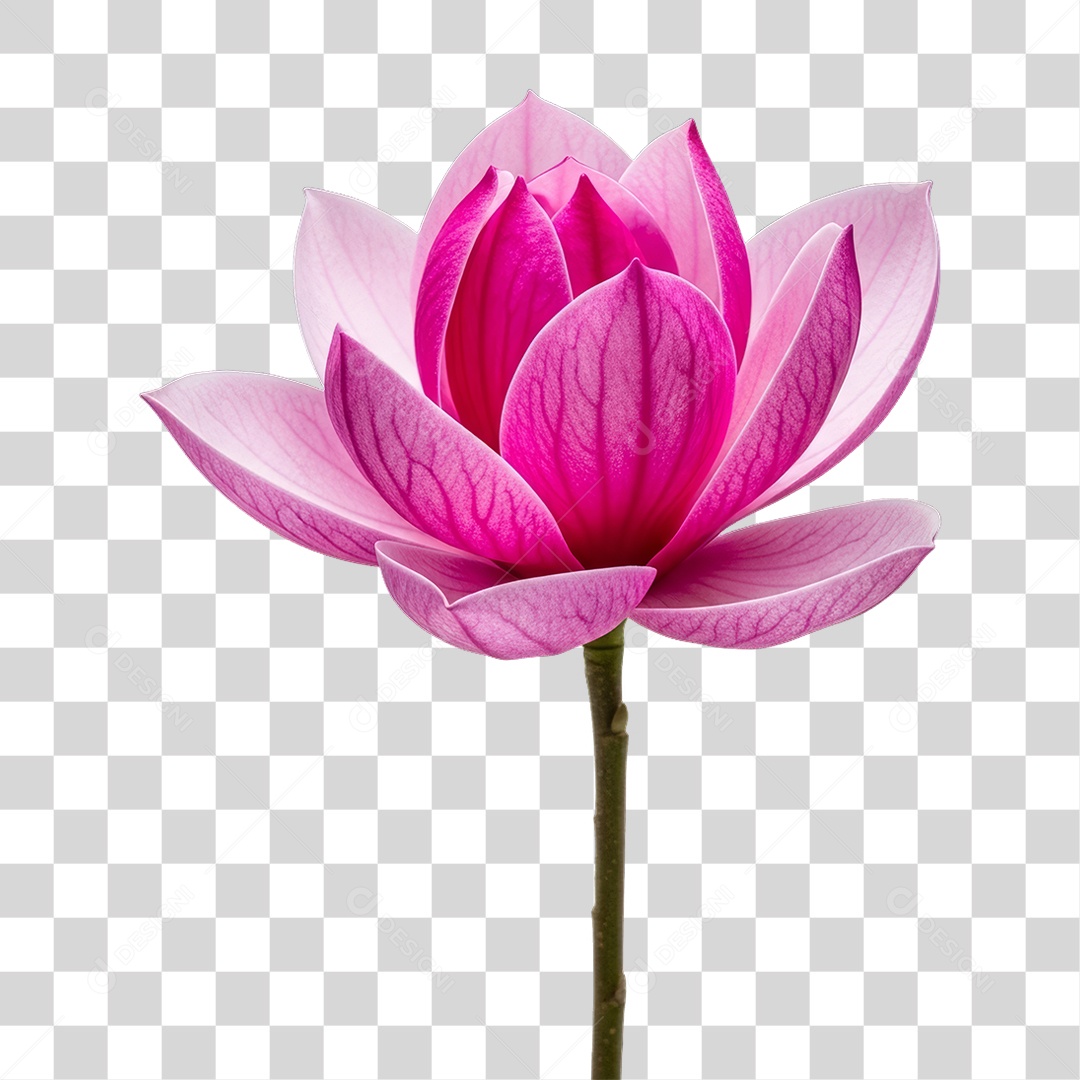 Flor Rosa Dia da Mulher PNG Transparente