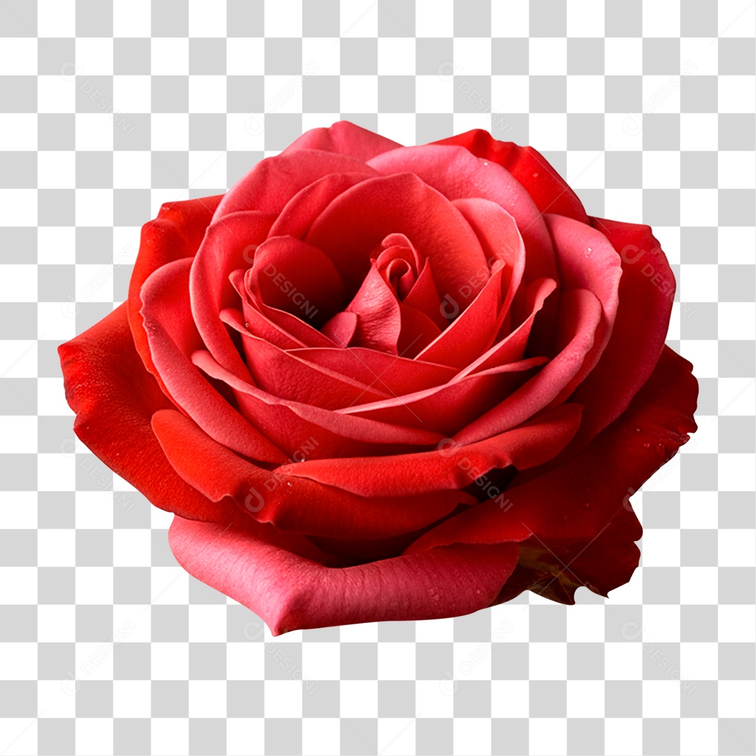 Flor Rosa PNG Transparente