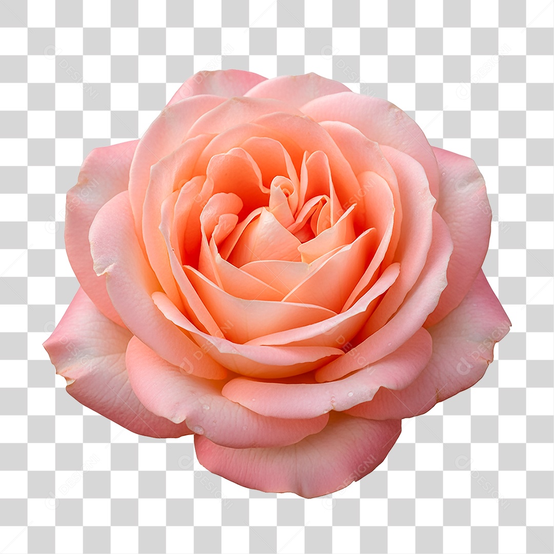 Flor Rosa PNG Transparente