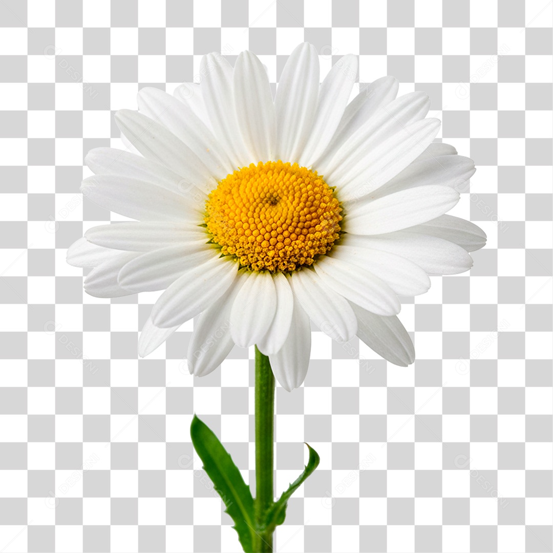 Flor Margarida PNG Transparente
