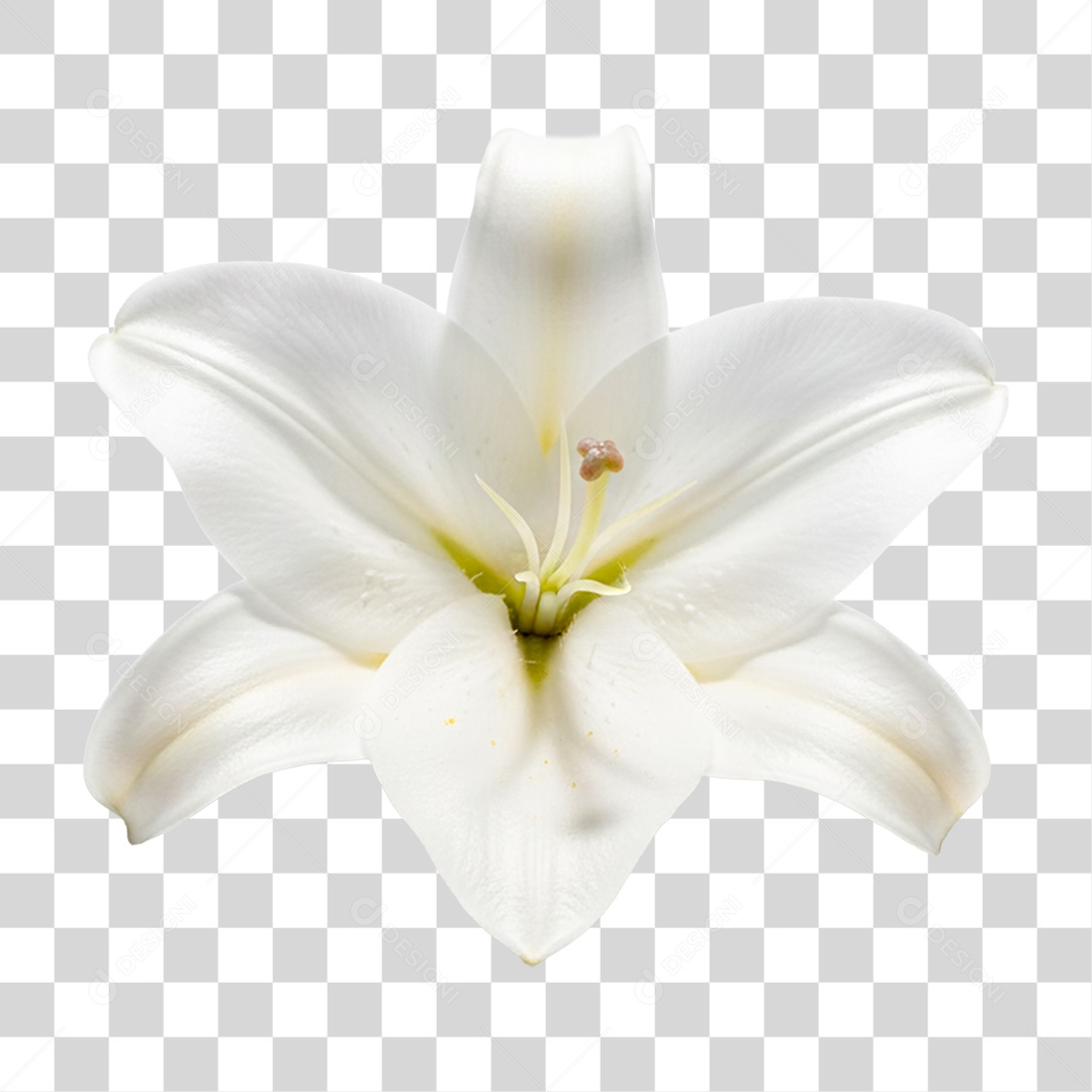 Flor Lírio PNG Transparente