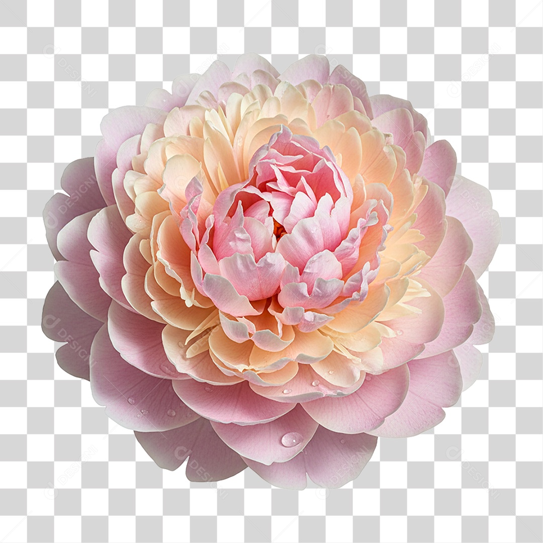 Flor de Peônia PNG Transparente