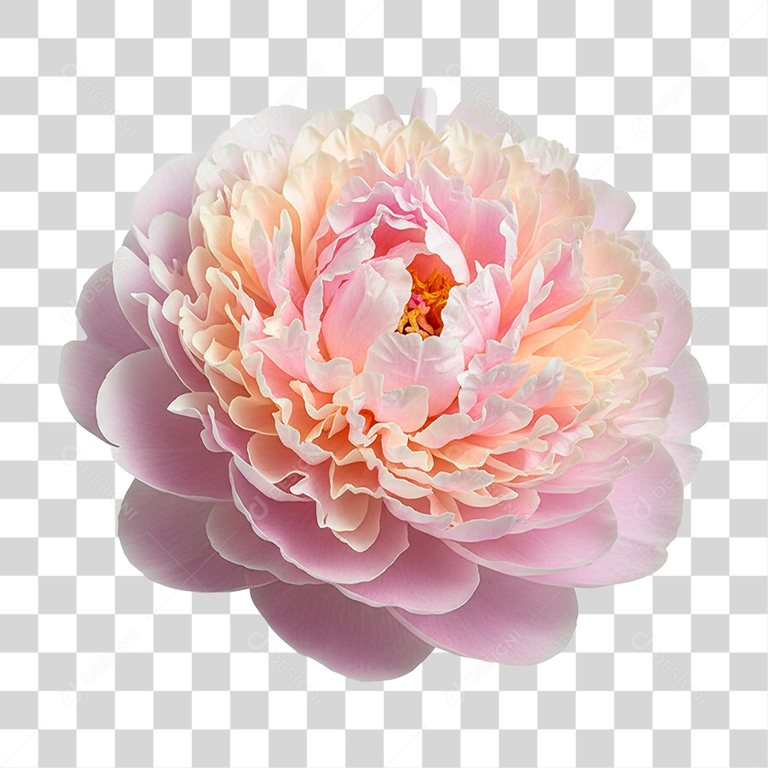 Flor de Peônia PNG Transparente