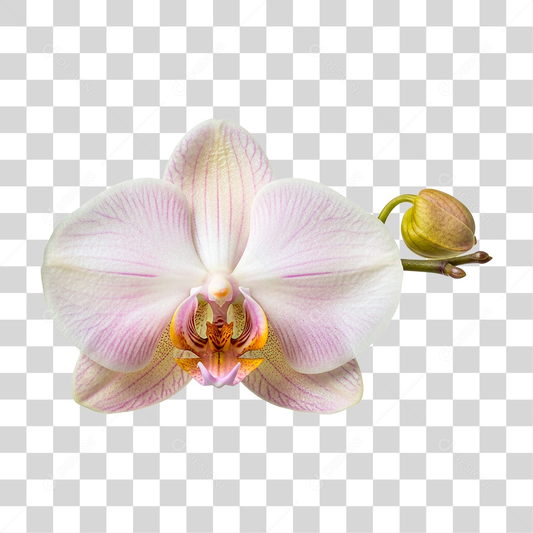 Flor Orquídea PNG Transparente
