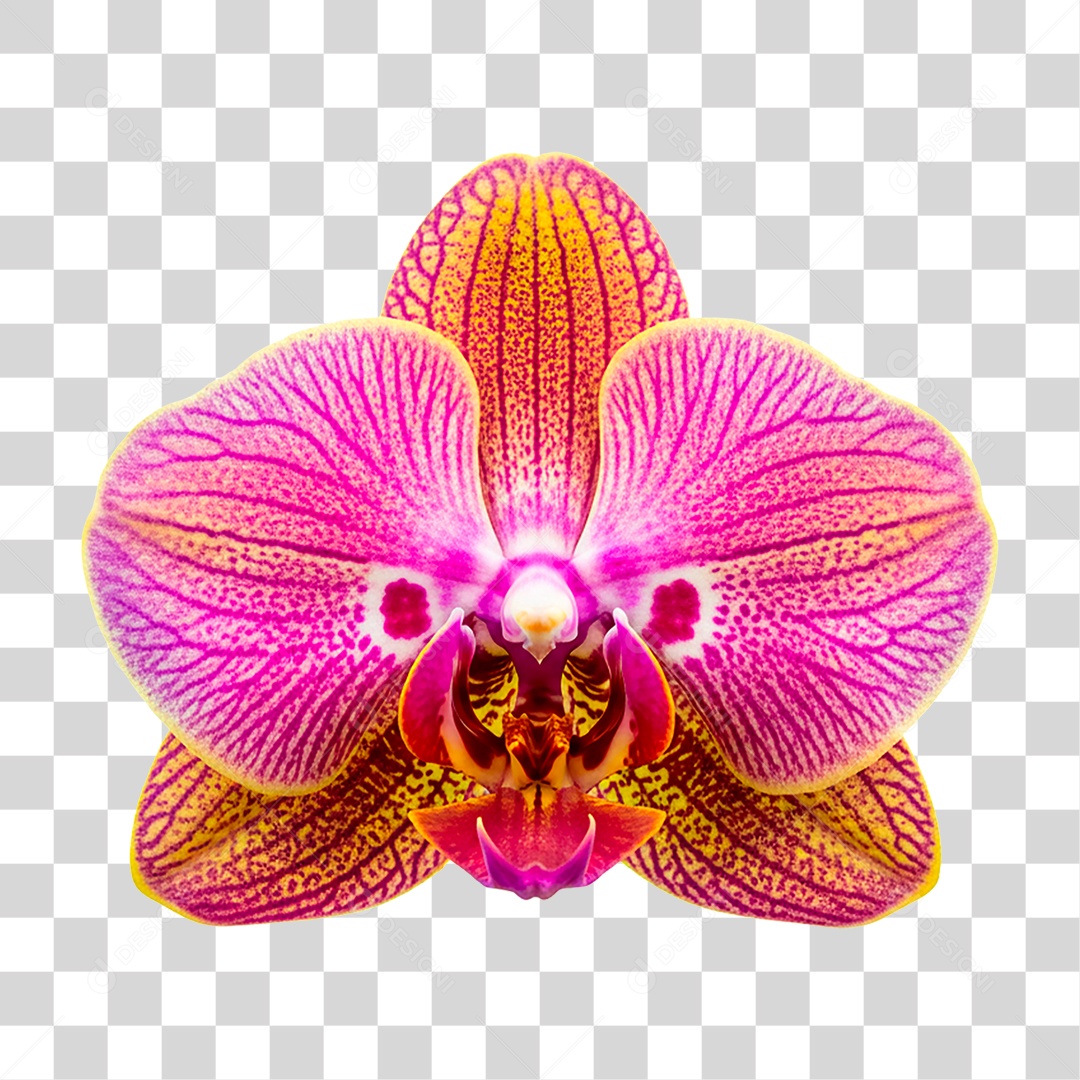 Flor de Orquídea PNG Transparente